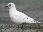 Ivory Gull