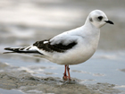 Ross's Gull