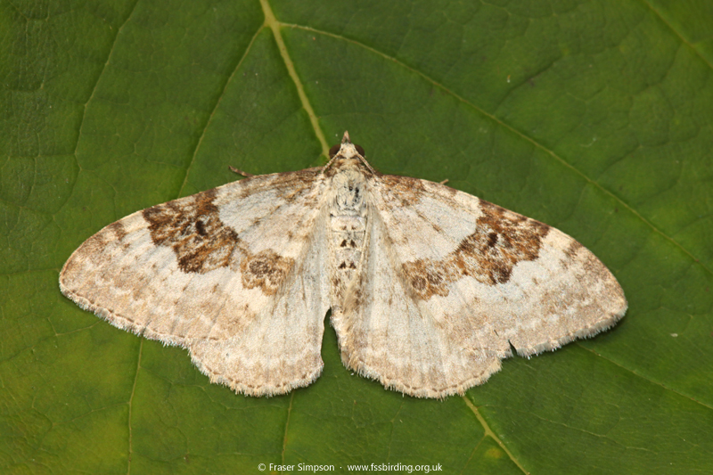 Silver-ground Carpet (Xanthorhoe montanata) © Fraser Simpson