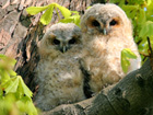 Tawny Owl