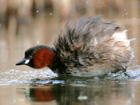 Little Grebe