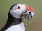 Puffin