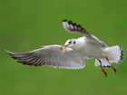 Black-headed Gull