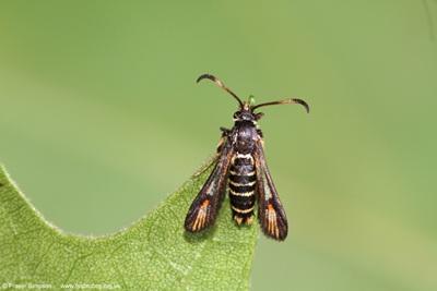 Six-belted Clearwing (Bembecia ichneumoniformis)  Fraser Simpson