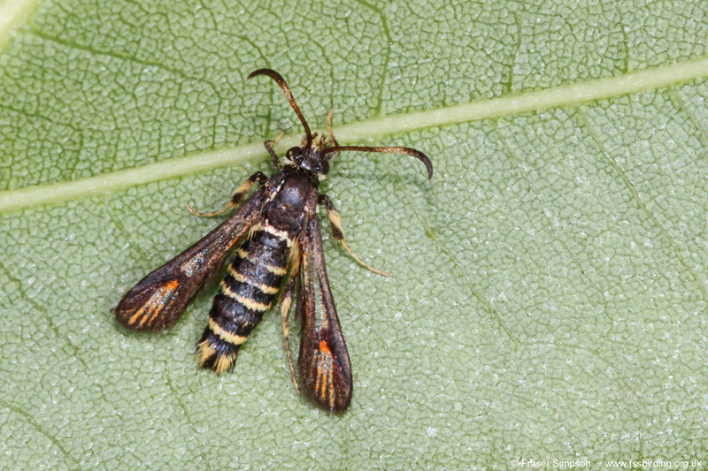 Six-belted Clearwing (Bembecia ichneumoniformis)  Fraser Simpson