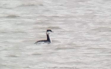 Slavonian Grebe, Purfleet-on-Thames, 3 Dec 2022  Fraser Simpson