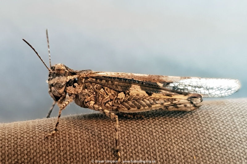 Slender Digging Grasshopper (Acrotylus patruelis)  Fraser Simpson