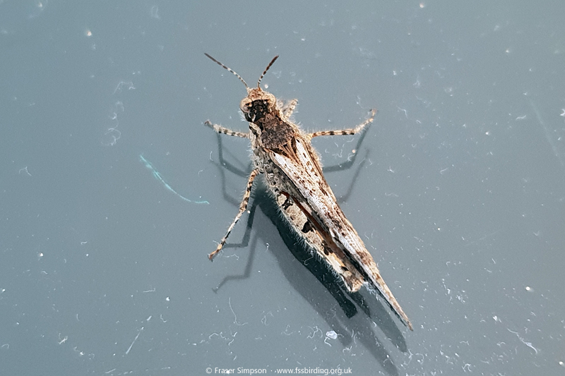 Slender Digging Grasshopper (Acrotylus patruelis)  Fraser Simpson