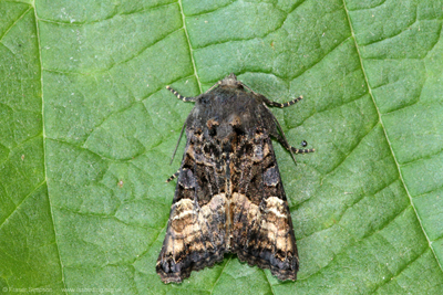 Small Angle Shades (Euplexia lucipara)   Fraser Simpson