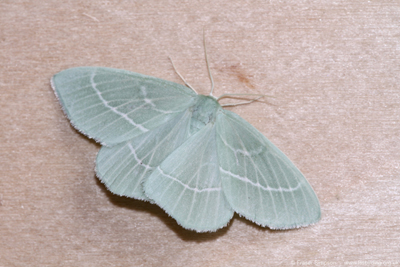 Small Emerald (Hemistola chrysoprasaria)  Fraser Simpson