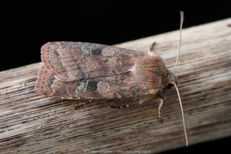 Small Square-spot (Diarsia rubi)  Fraser Simpson