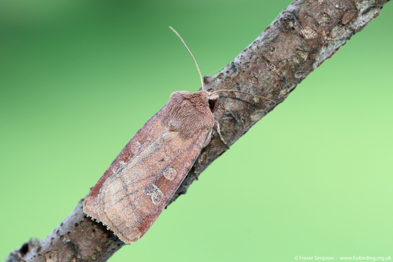 Small Square-spot (Diarsia rubi)  Fraser Simpson