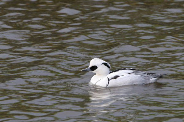 Smew 2005 Fraser Simpson