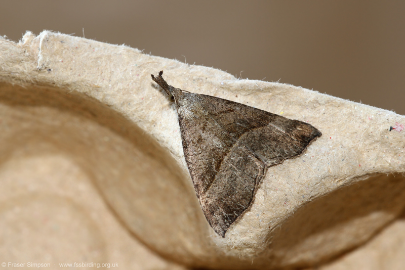 The Snout (Hypena proboscidalis)  Fraser Simpson
