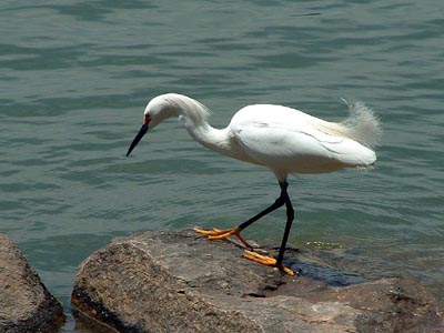 Snowy Egret