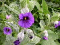 Solanum herculeum, Zahara de los Atunes, Spain