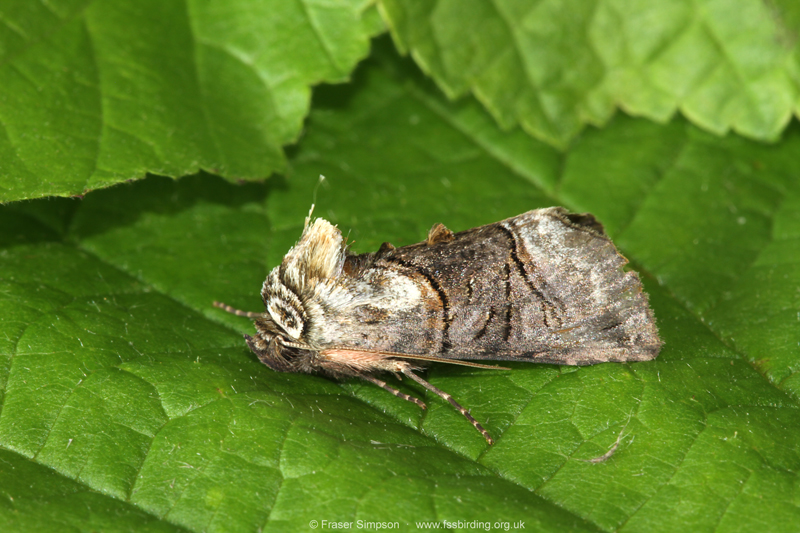 The Spectacle (Abrostola tripartita)  Fraser Simpson