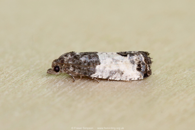 Bud Moth (Spilonota ocellana)  Fraser Simpson