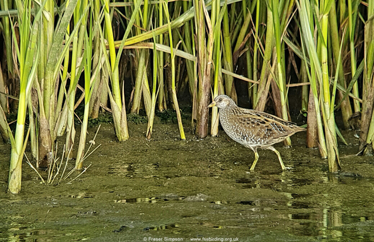 Spotted Crake (Porzana porzana), Doonfoot, Ayrshire, 19 September 2017  Fraser Simpson    www.fssbirding.org.uk