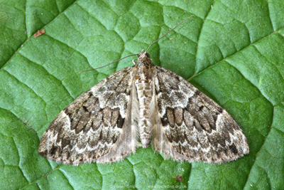 Spruce Carpet (Thera britannica)  Fraser Simpson