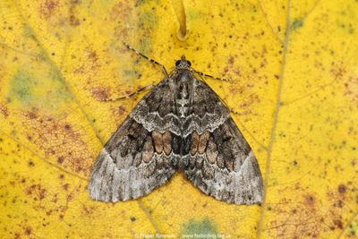 Spruce Carpet (Thera britannica)  Fraser Simpson