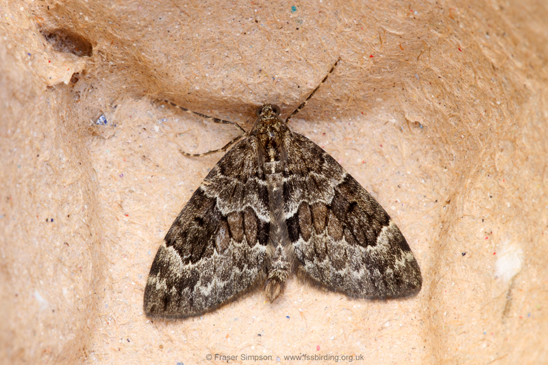 Spruce Carpet (Thera britannica)  Fraser Simpson