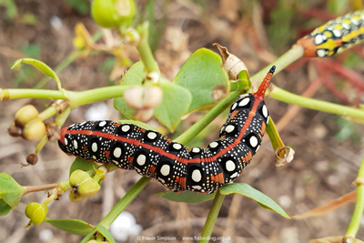 Spurge Hawkmoth (Hyles euphorbiae), Zahara de los Atunes, Spain  Fraser Simpson