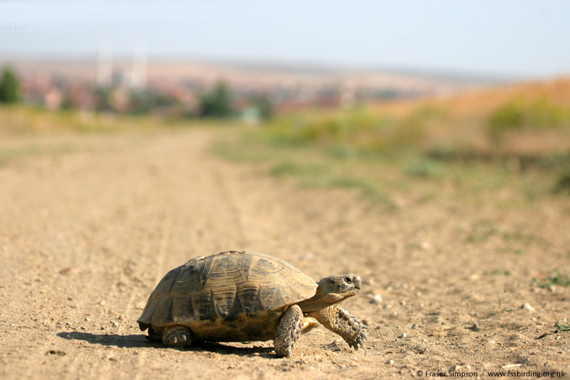 Spur-thighed Tortoise/Greek Tortoise/Moorish Tortoise (Testudo graeca), Kolu, Turkey, June 2008 � Fraser Simpson