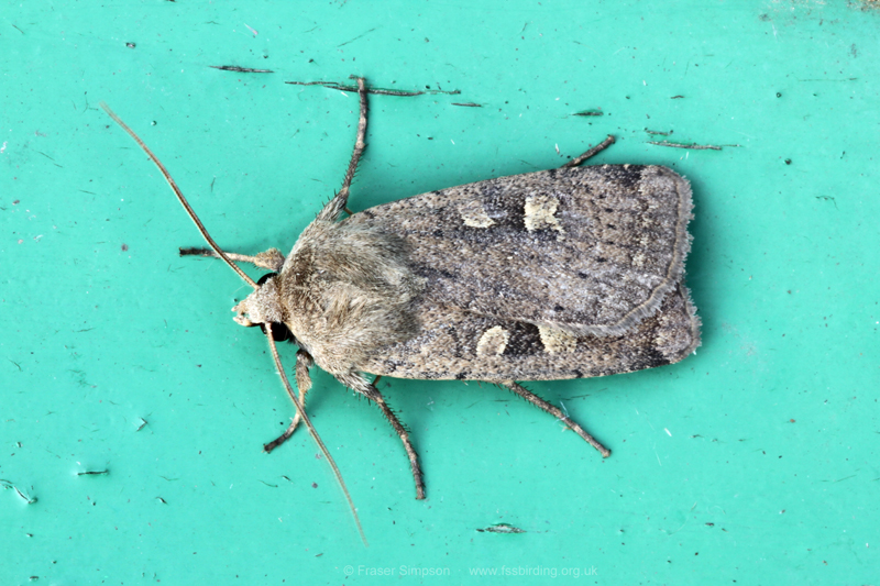 Square-spot Rustic (Xestia xanthographa)  Fraser Simpson