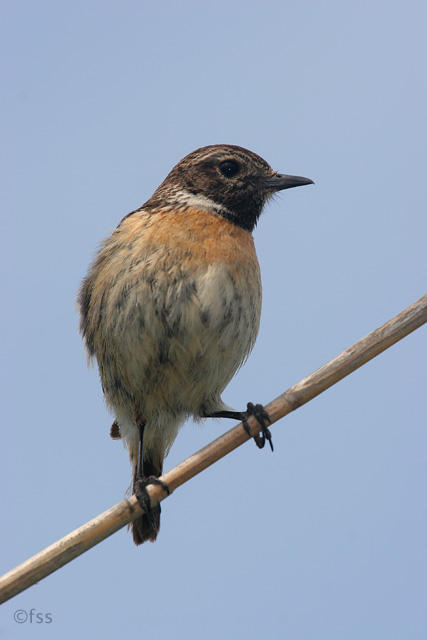 Stonechat  2008 Fraser Simpson