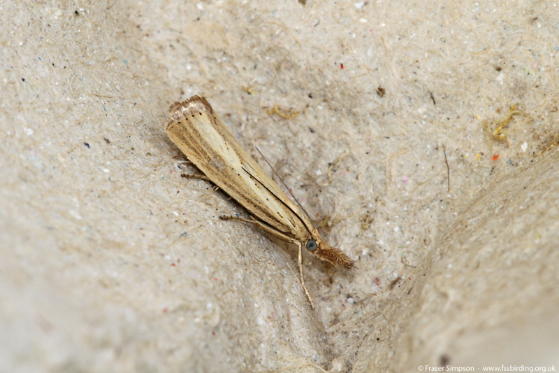 Straw Grass-veneer (Agriphila straminella)  Fraser Simpson