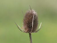 Wild Teasel