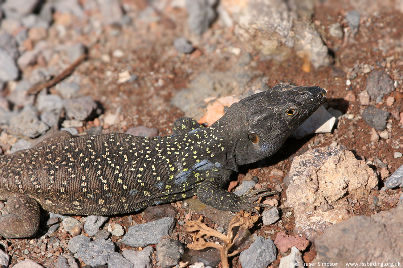Tenerife Lizard (Gallotia galloti), Mount Teide, Tenerife, Islas Canarias, Spain, April 2006 � Fraser Simpson