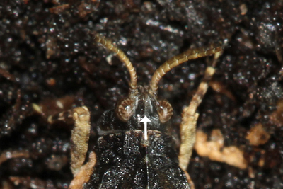 Cepero's Groundhopper (Tetrix ceperoi)  Fraser Simpson