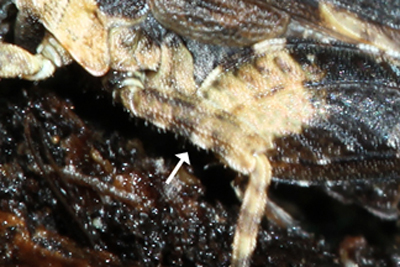 Cepero's Groundhopper (Tetrix ceperoi)  Fraser Simpson