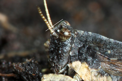 Cepero's Groundhopper (Tetrix ceperoi)  Fraser Simpson