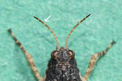 Cepero's Groundhopper (Tetrix ceperoi)  Fraser Simpson