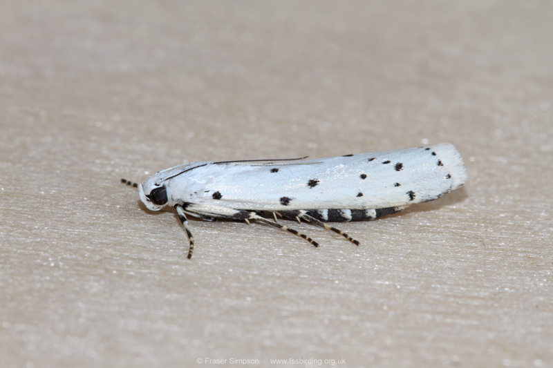 Thistle Ermine(Myelois circumvoluta)  Fraser Simpson