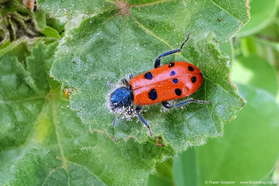 Checkered Beetle (Trichodes octopunctatus), Zahara de los Atunes, Spain  Fraser Simpson