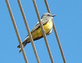 Tropical Kingbird