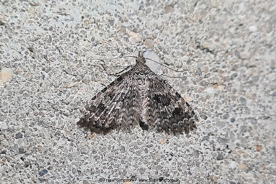 Twenty-plume Moth (Alucita hexadactyla) hibernating  Fraser Simpson