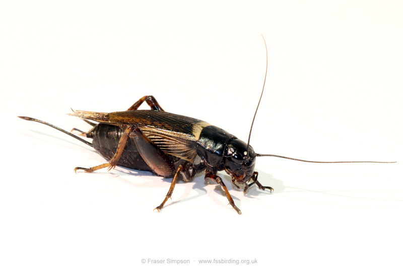 Two-spotted Field-cricket (Gryllus bimaculatus)  Fraser Simpson
