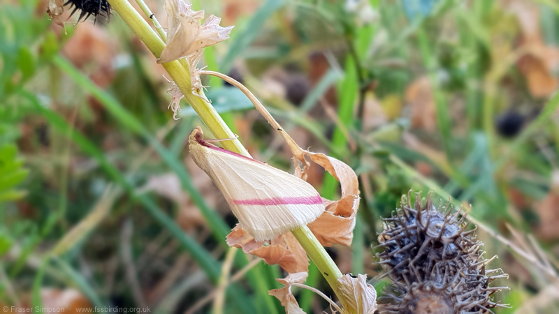 Vestal (Rhodometra sacraria)  Fraser Simpson