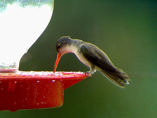 Phonescoped Violet-crowned Hummingbird   2006 Fraser Simpson