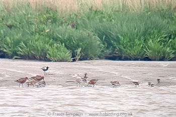 Spring wader passage, Purfleet-on-Thames, Essex  Fraser Simpson