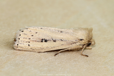 Webb's Wainscot (Globia sparganii)  Fraser Simpson