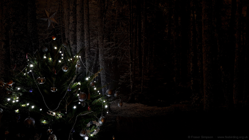 Early Christmas tree in our lodge, Center Parcs, Whinfell Forest, Cumbria  Fraser Simpson 