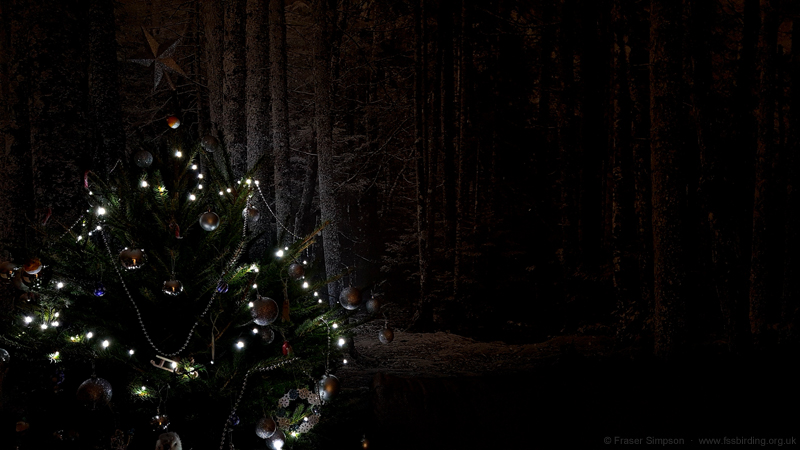 Early Christmas tree in our lodge, Center Parcs, Whinfell Forest, Cumbria  Fraser Simpson 