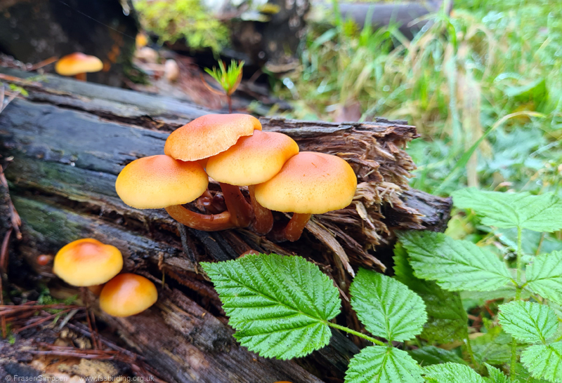 The forest was rich in (unpicked) fungi, Whinfell Forest, Cumbria  Fraser Simpson 