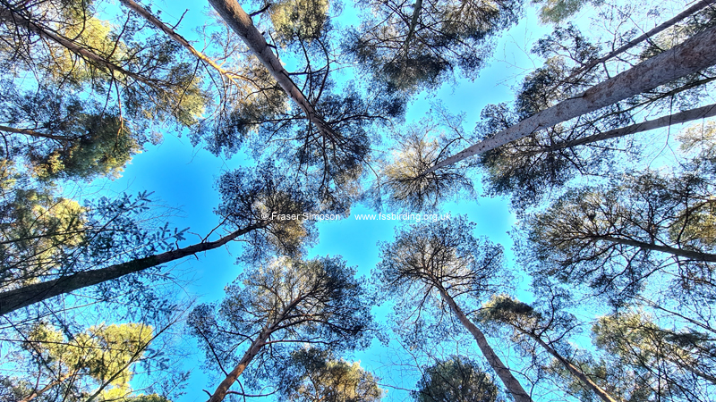 Scots Pine canopy, Whinfell Forest  Fraser Simpson 